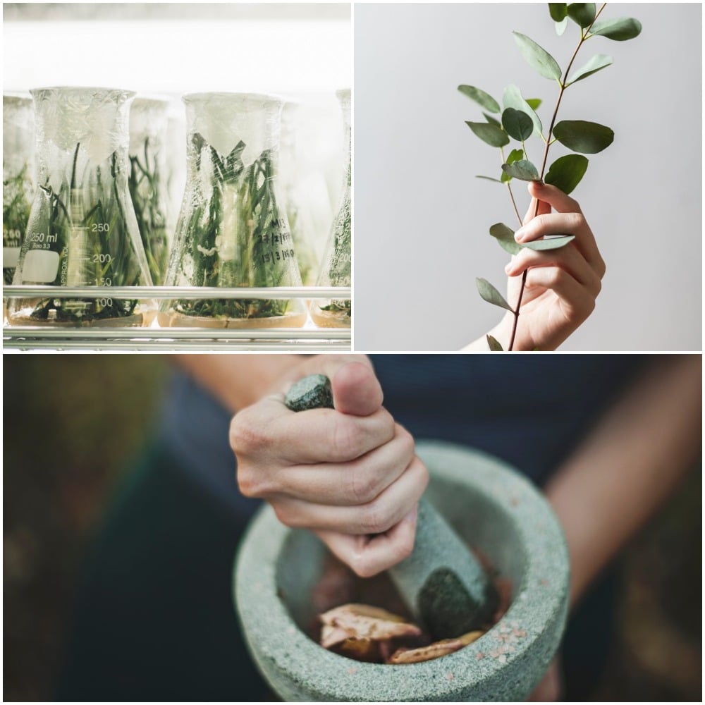 herbs collage
