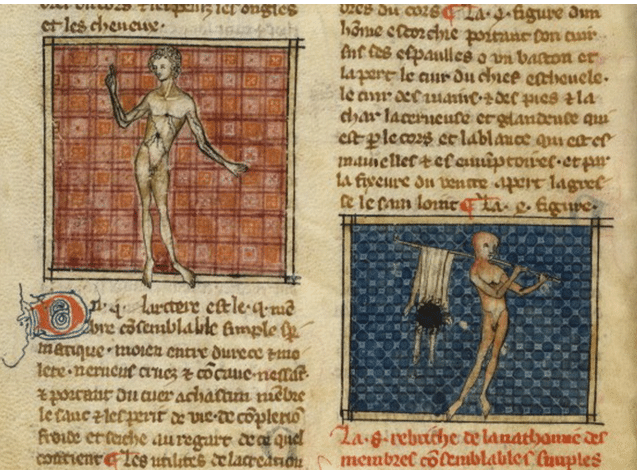 medieval anatomy